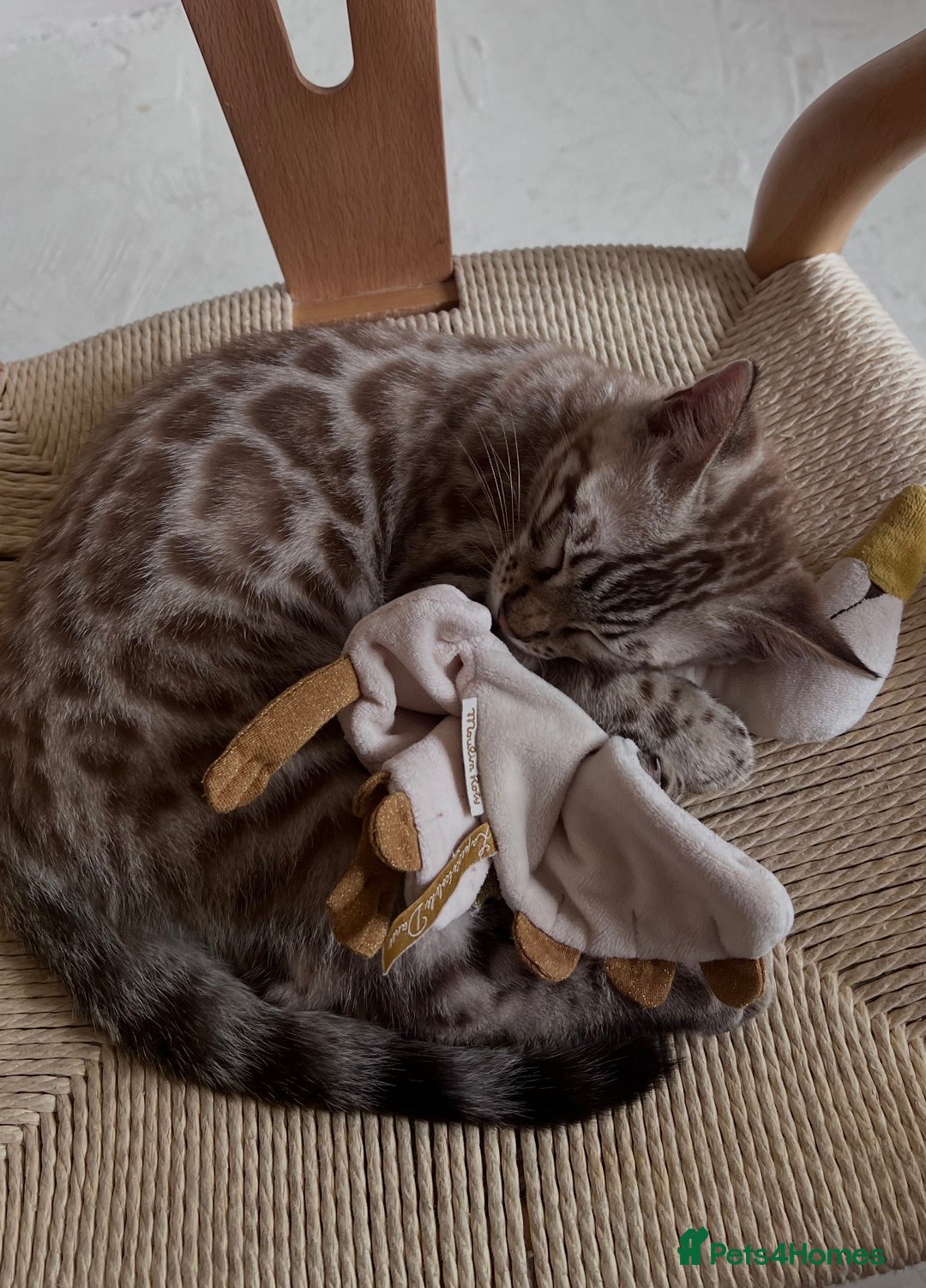 Bengal cats for sale: Bengal for sale  - Advert 2