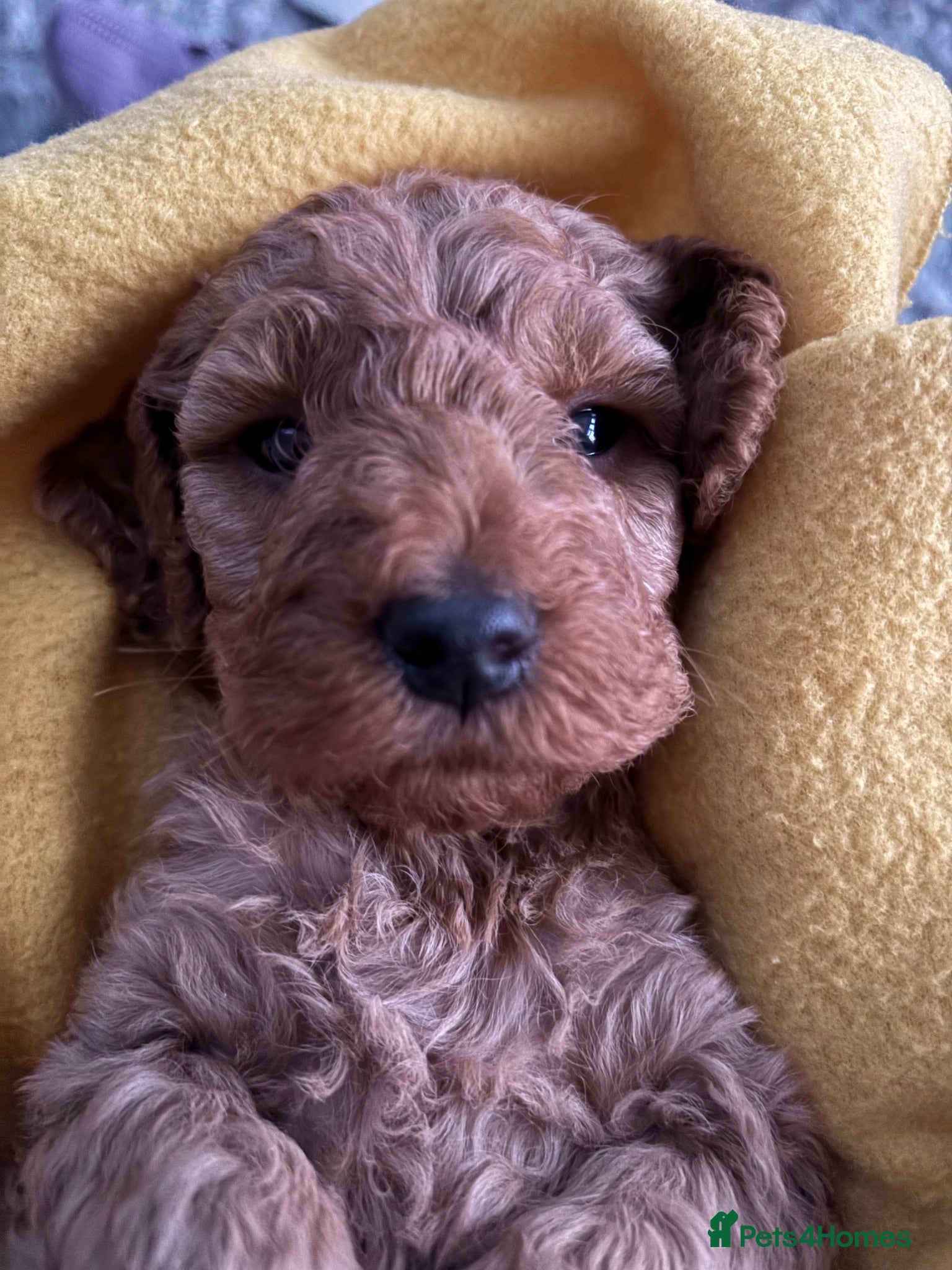 Cockapoo dogs COCKAPOO PUPPIES - Advert 10