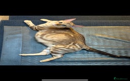 Bengal cats for sale: Bonnies Bengals  - Advert 2