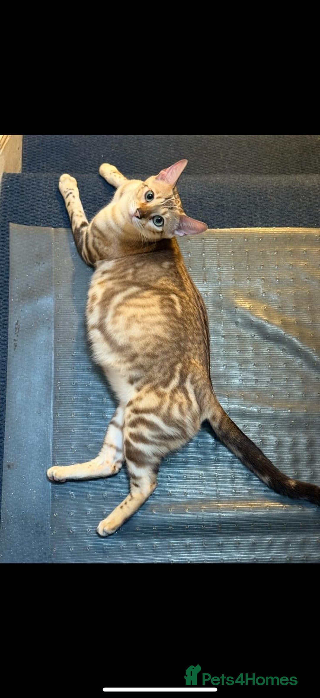 Bengal cats for sale: Bonnies Bengals  - Advert 2