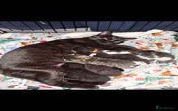 Domestic Shorthair cats for sale: 5 BEAUTIFUL KITTENS 😸  - Image 1