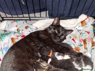 Domestic Shorthair cats - Advert 1