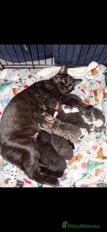 Domestic Shorthair cats - Advert 1