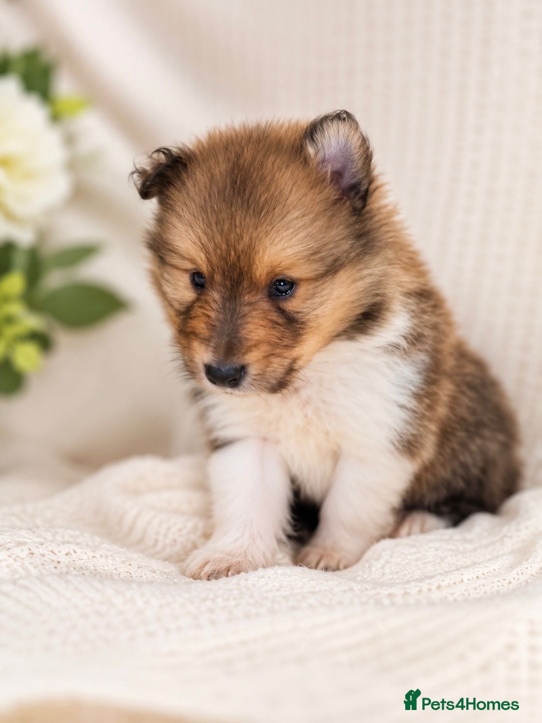 Rough Collie dogs Two beautiful rough collie pups  - Advert 2