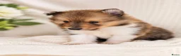 Rough Collie dogs for sale: Two beautiful rough collie pups  - Advert 2