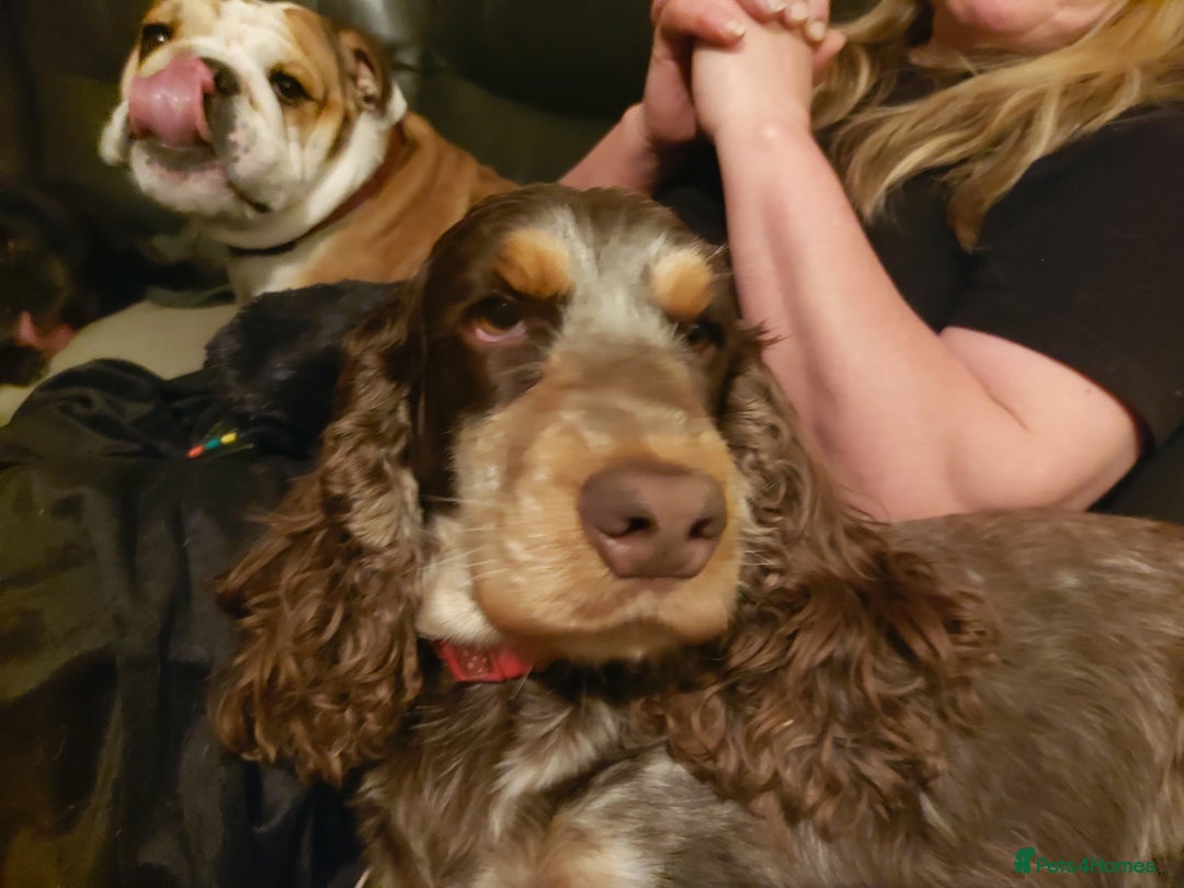 Cocker Spaniel dogs for sale: 8 beautiful kc reg show cocker puppy for sale - Image 22