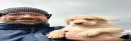 Labrador Retriever dogs for sale: pedigree Labrador puppys - Advert 10
