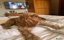 Cocker Spaniel dogs for sale: The Perfect Mix Cocker Puppies Working x Show  - Image 15