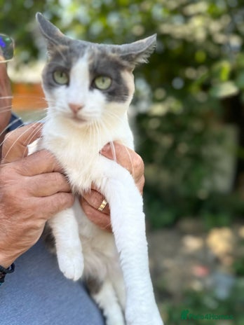 TRICKY - a Superb little Cat for a Loving Home