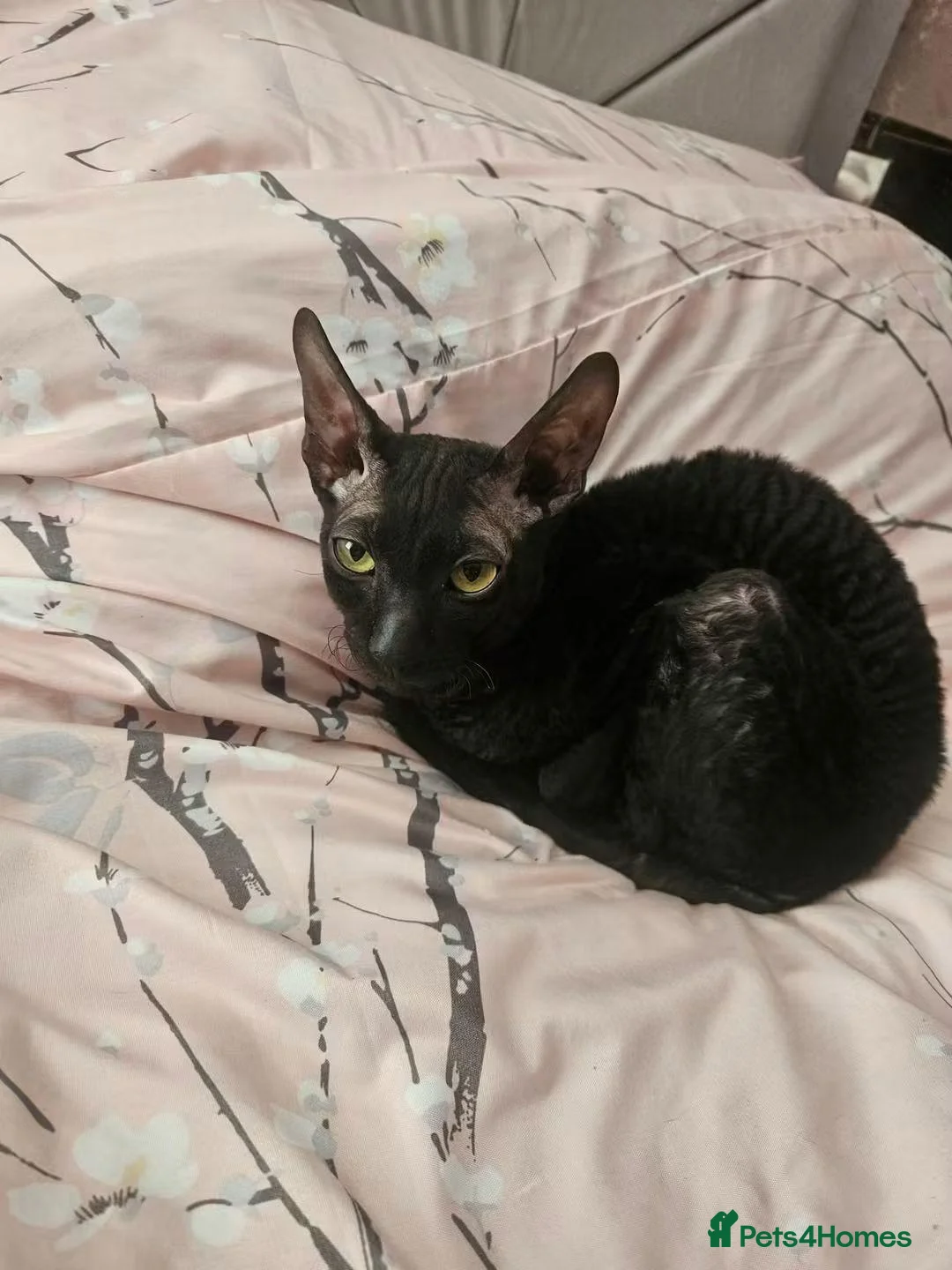 Cornish Rex cats for sale: Male Cornish Rex - Advert 2