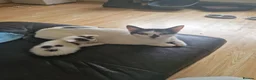 Mixed Breed cats for sale: Kitten for sale  in South Croydon - Advert 23