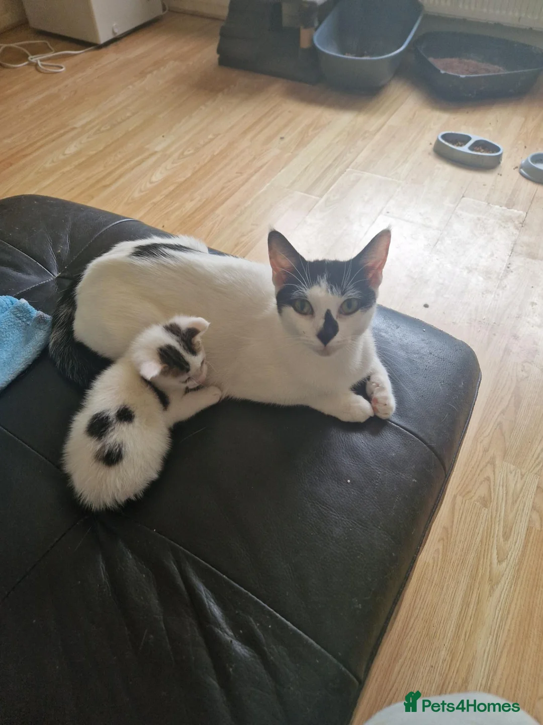 Mixed Breed cats for sale: Kitten for sale  in South Croydon - Advert 23