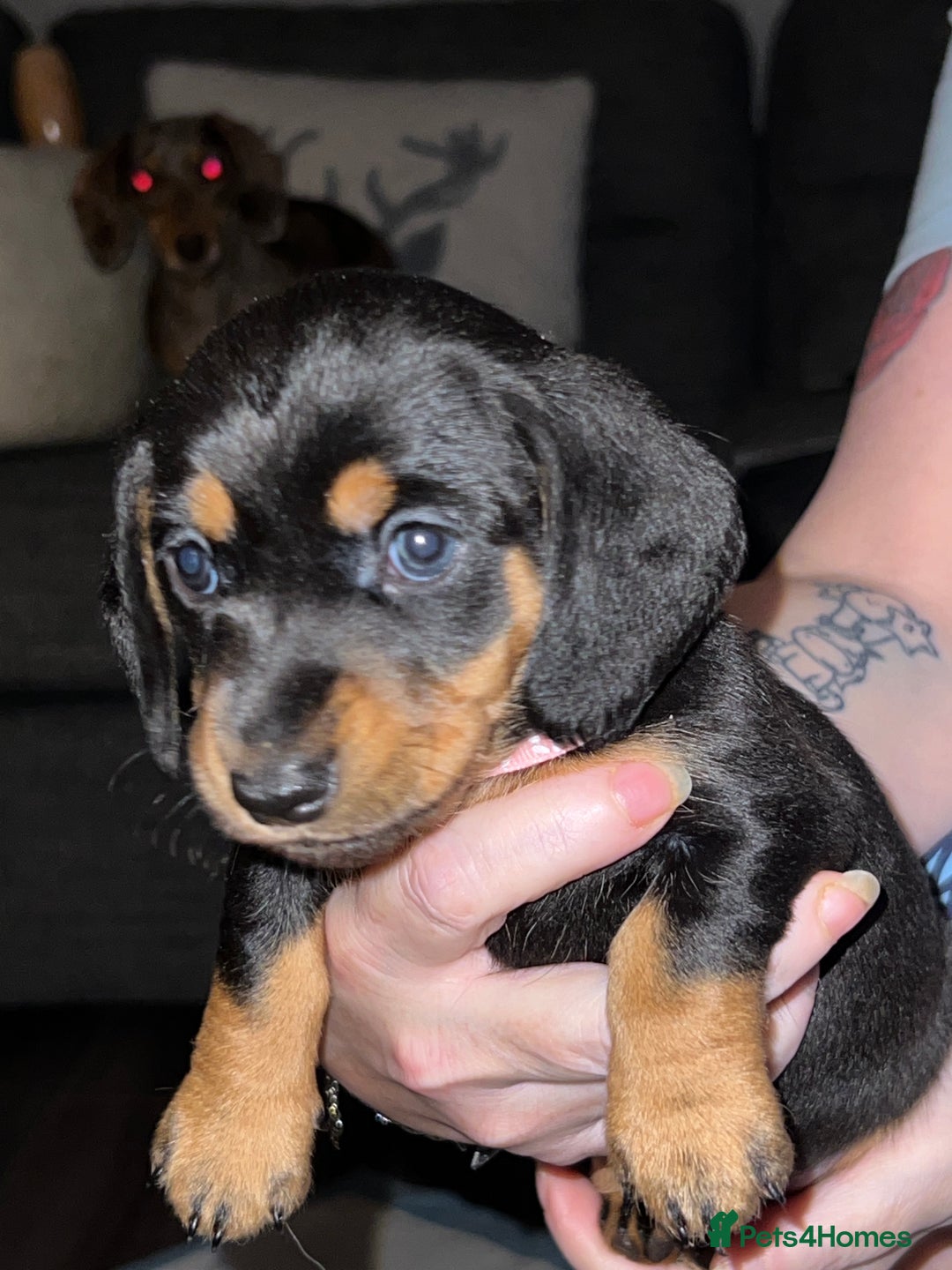 Miniature Dachshund dogs for sale: miniature dachshunds - Advert 2