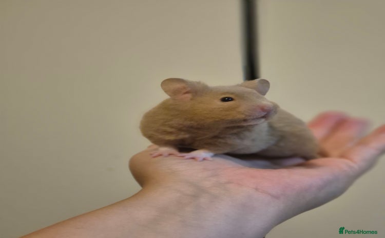 Hamster rodents - Advert 6