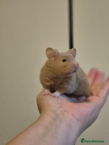 Hamster rodents - Advert 2