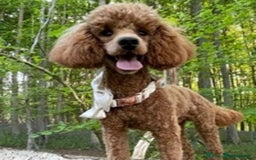 Miniature Poodle dogs for stud: Deep Red Miniature Poodle Stud   in Romford - Image 2