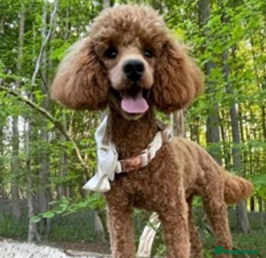 Miniature Poodle dogs for stud: Deep Red Miniature Poodle Stud   in Romford - Image 2