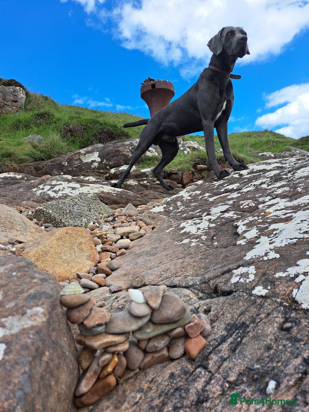 Weimaraner dogs for stud: Blue weimaraner for stud - Image 5