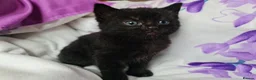 Mixed Breed cats for sale: Adorable & Playful Kittens Raised with Kids  - Advert 36