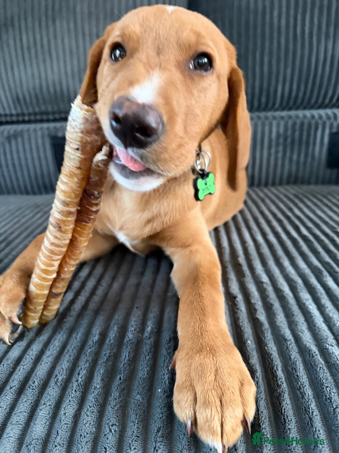 Labrador Retriever dogs for sale: Red fox labrador Male - Advert 1