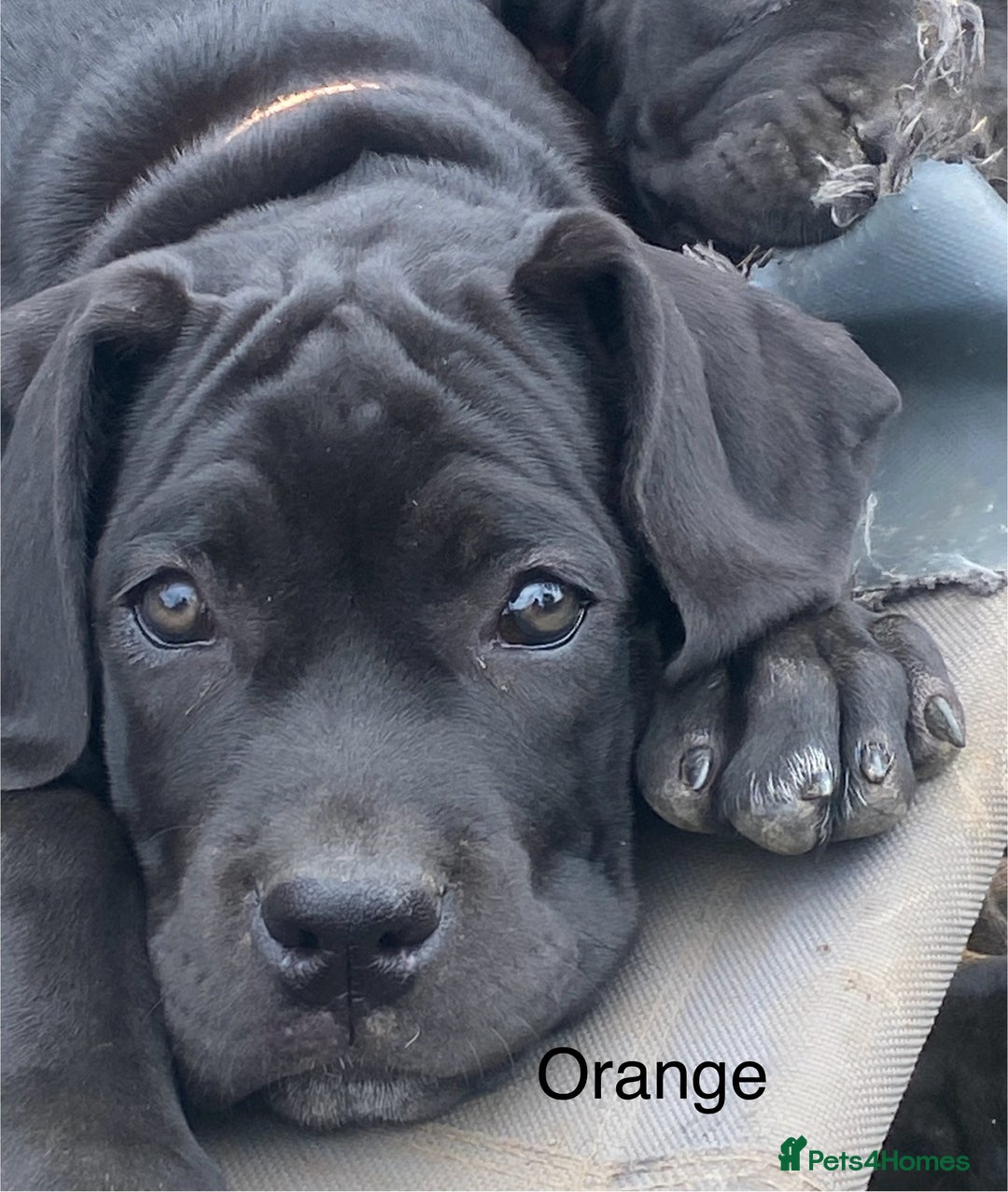 Cane Corso dogs for sale: Big Pure Cane Corso Puppies Ready Now!  - Image 15