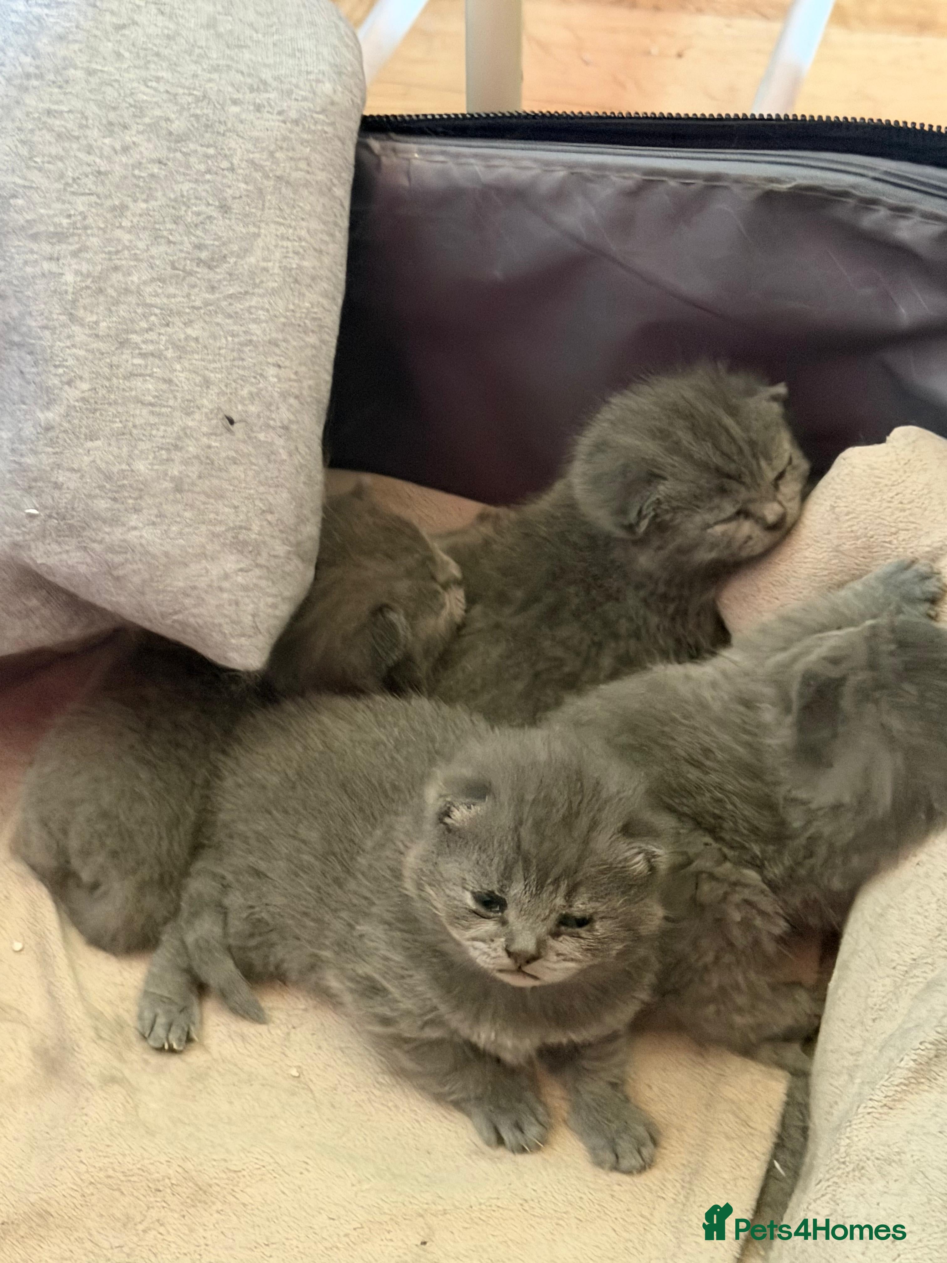 British Shorthair cats Brithish shorthair kittens  - Advert 3
