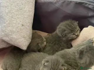 British Shorthair cats Brithish shorthair kittens - Advert 3