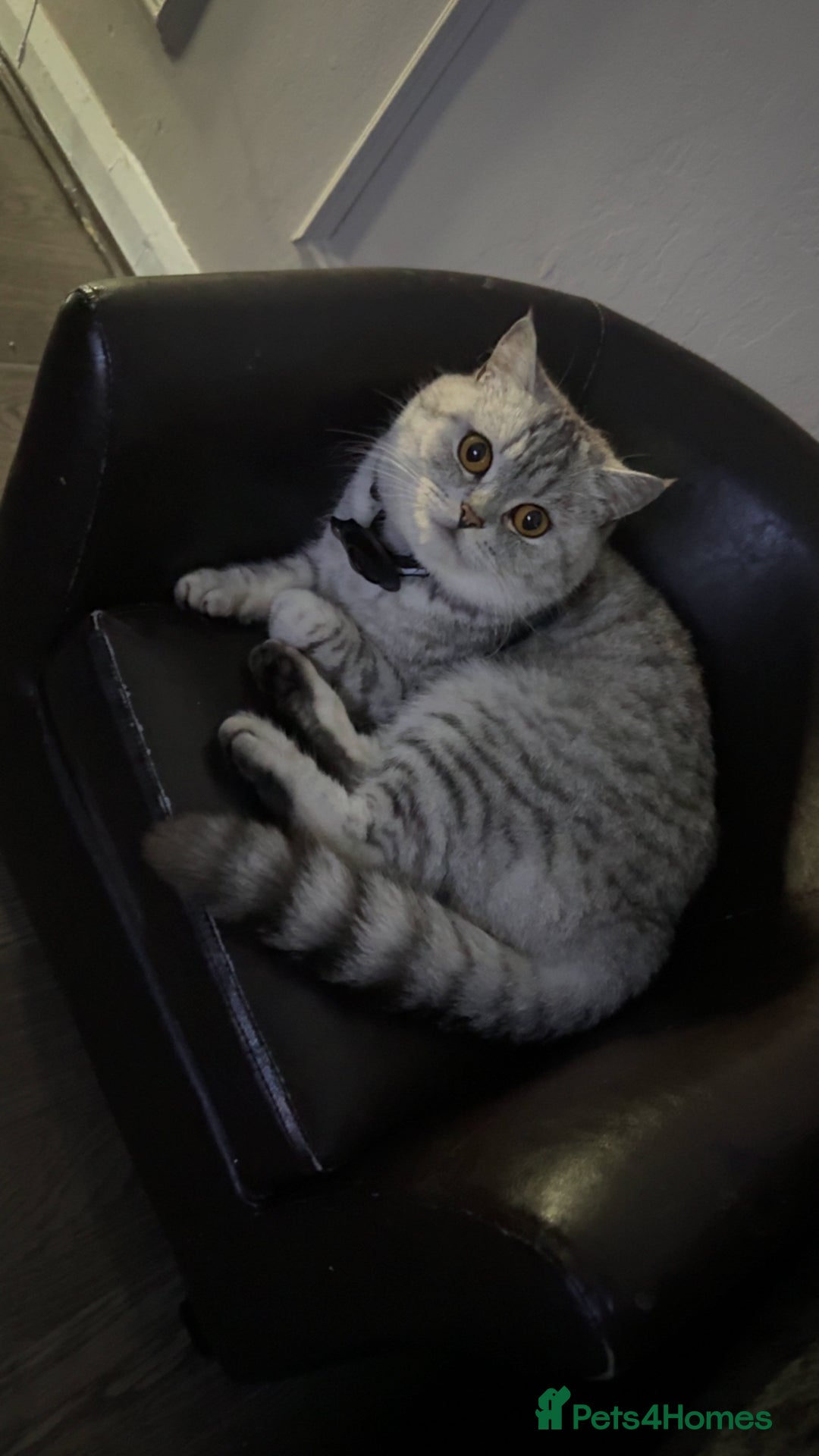 British Shorthair cats for sale: Beautiful BSH Kitten - Nala - Advert 8