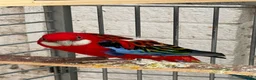 Parakeets birds for sale: Rossella  - Advert 4