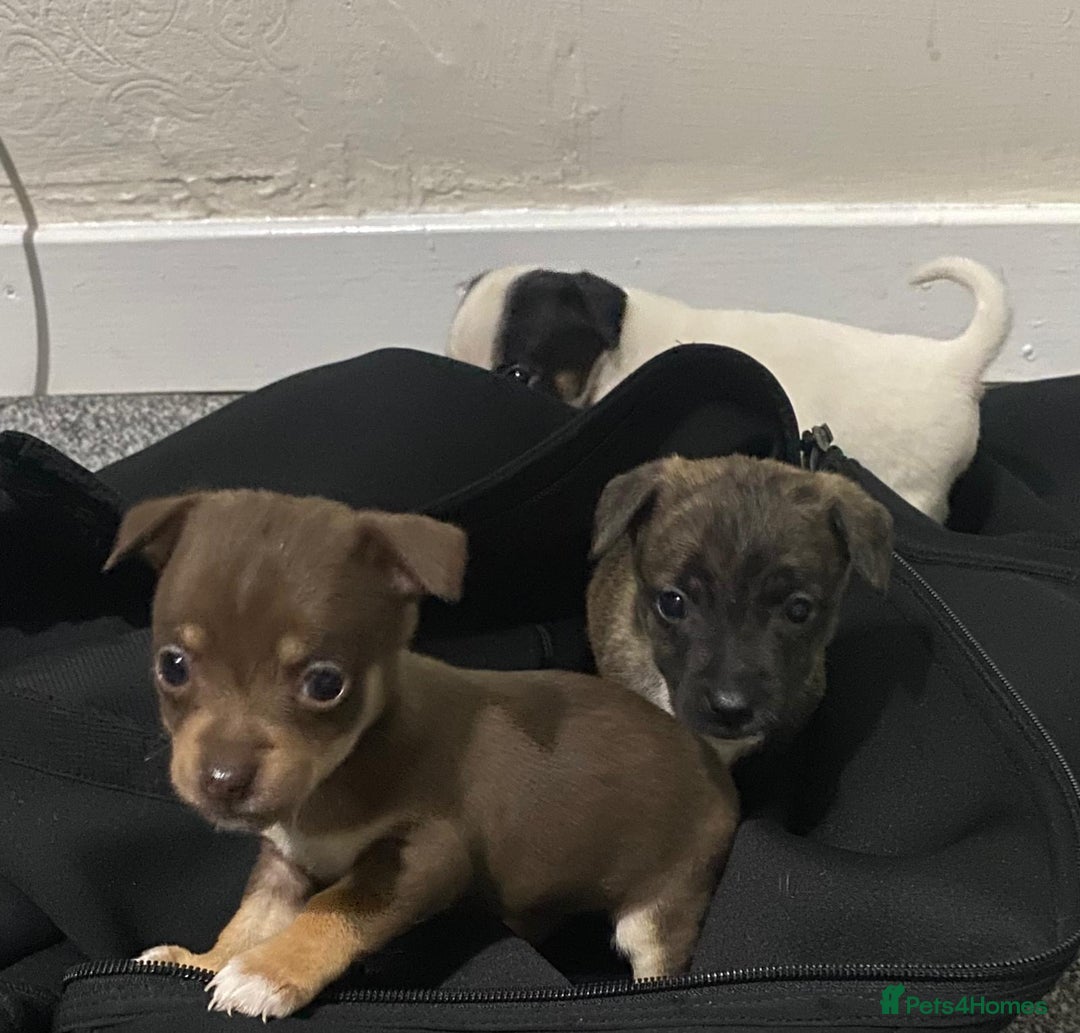 Chihuahua dogs for sale: Beautiful chihuahua puppies for sale  - Advert 1