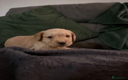Mixed Breed dogs for sale: Beautiful unique puppies  - Image 3