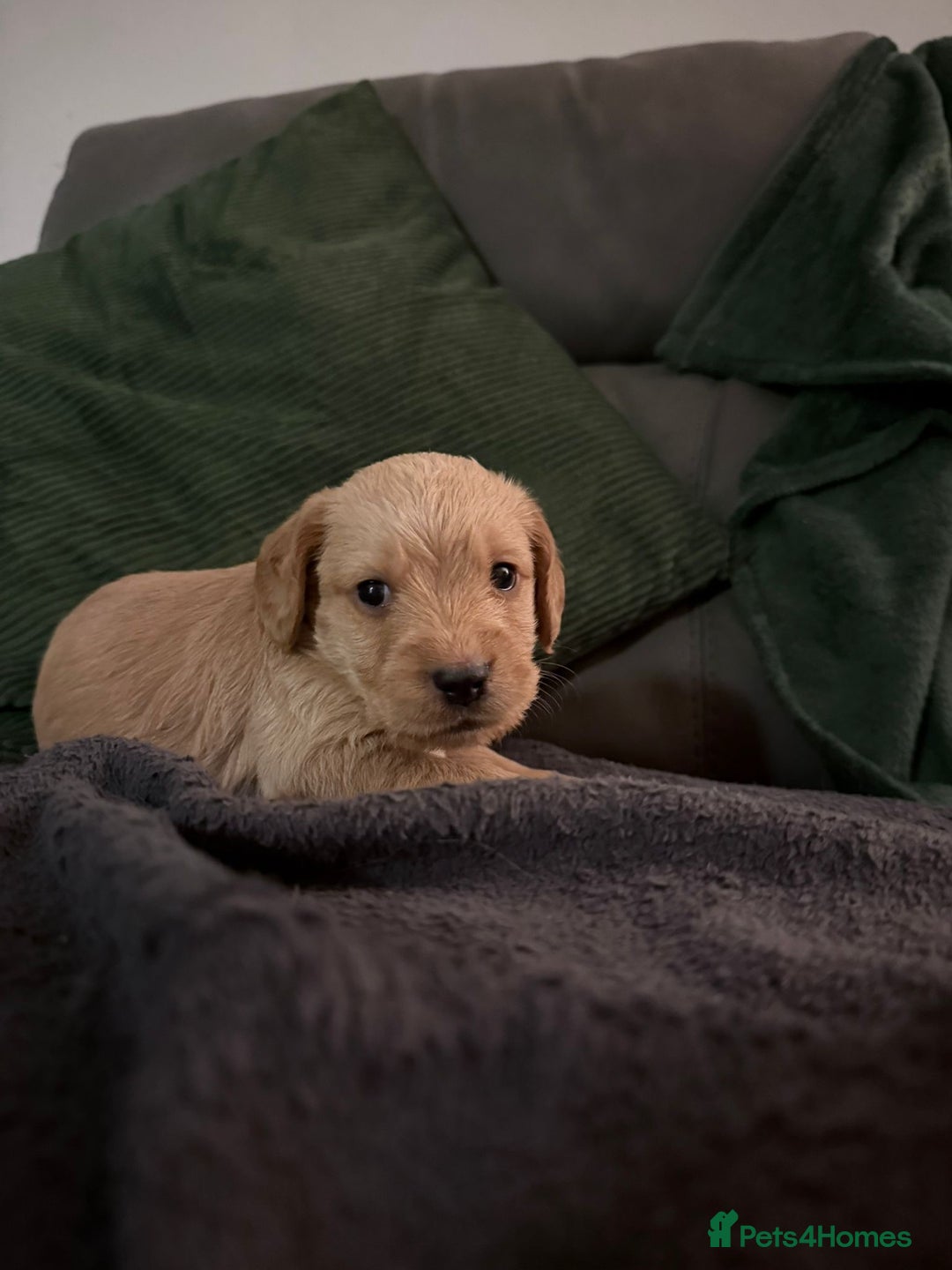 Mixed Breed dogs for sale: Beautiful unique puppies  - Image 3