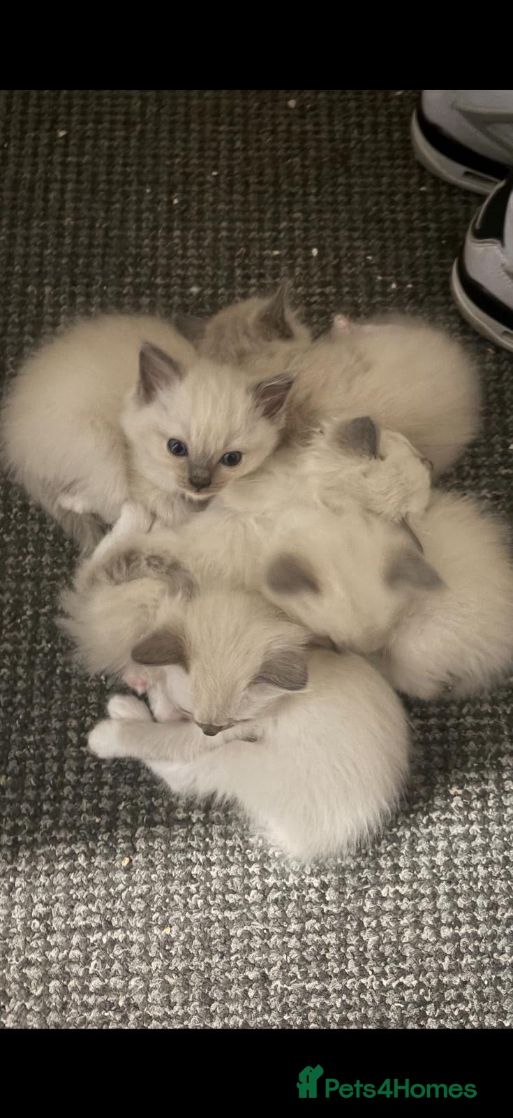 Ragdoll cats Blue pointed Ragdoll kittens 9 weeks, ready - Advert 8