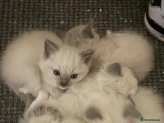 Ragdoll cats Blue pointed Ragdoll kittens 9 weeks, ready - Advert 1