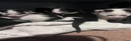 Mixed Breed cats for sale: Beautiful kittens for sale - Advert 17