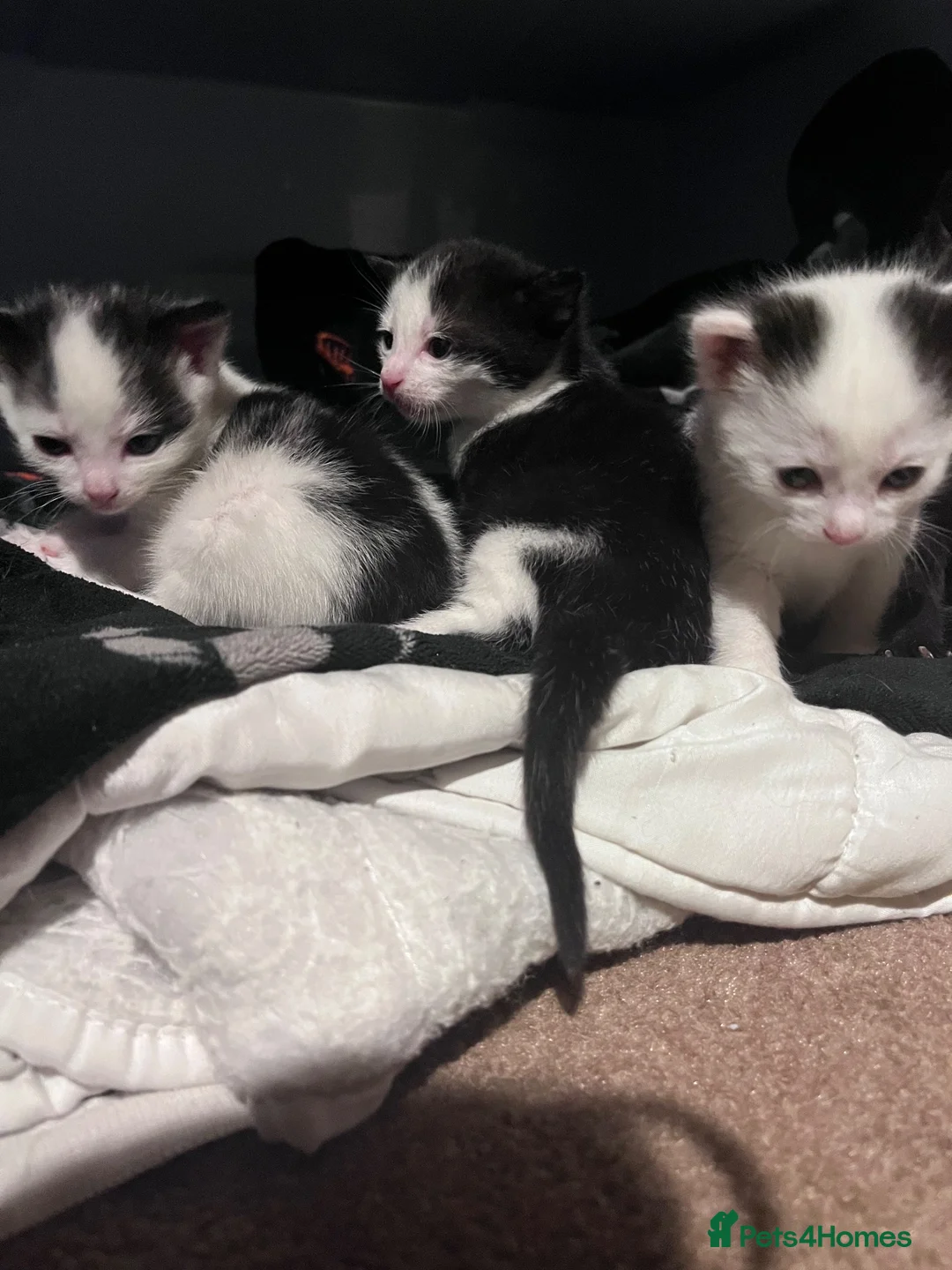 Mixed Breed cats for sale: Beautiful kittens for sale - Advert 17