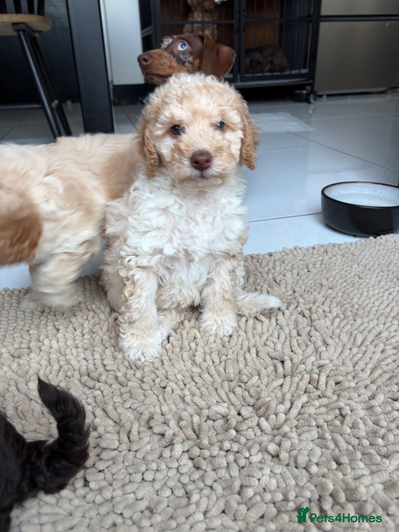 Cockapoo dogs Stunning F1B little girls looking for 5 star homes - Advert 16