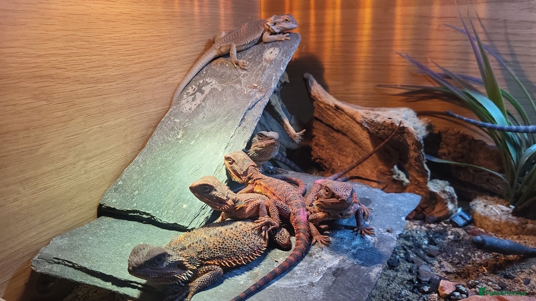 Bearded Dragon reptiles for sale: Red Monster Bearded Dragon babies - Advert 2