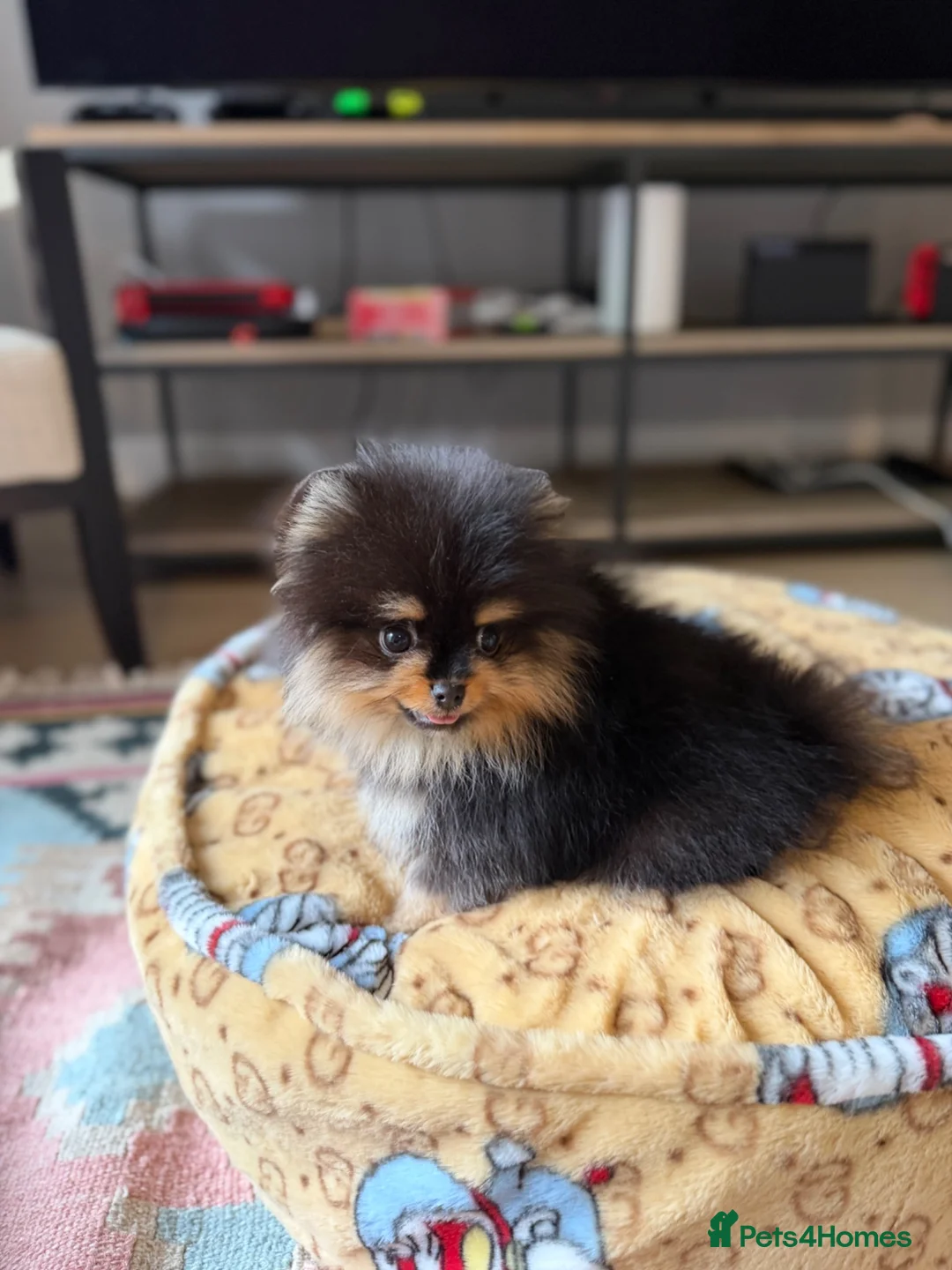 Pomeranian dogs for sale: KC Registered Black & Tan Pomeranian Boy Puppy  - Advert 2