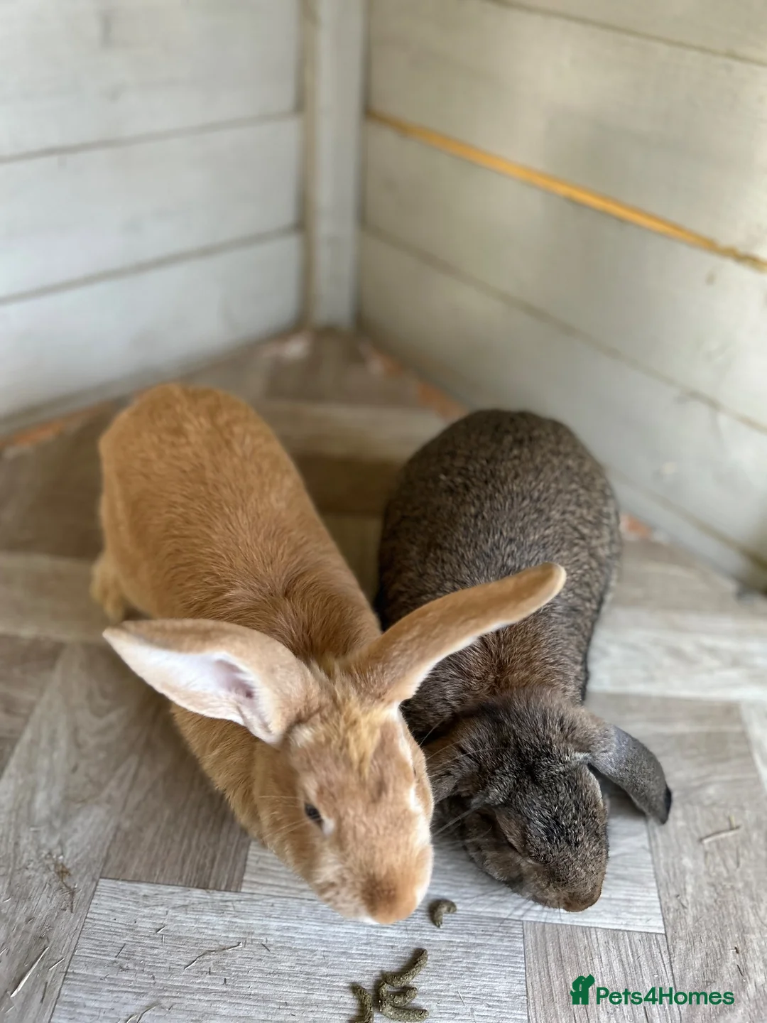 Mixed Breed rabbits for sale: A pair of neutered male rabbits  - Advert 2