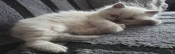 Ragdoll cats for sale: Handsome Blue Point Kitten in Leigh - Advert 5