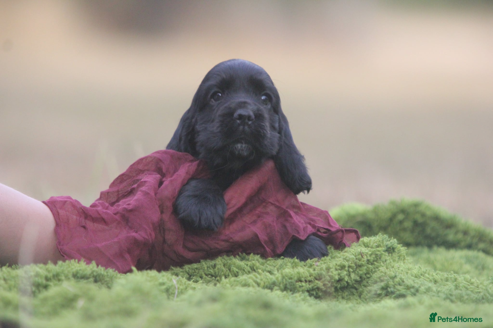 Cocker Spaniel dogs Fully Health Tested Show Type Cocker Spaniels  - Advert 2