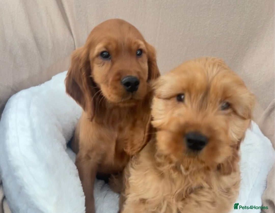 Cockapoo dogs for sale: 2 male cockapoo puppies for sale  - Advert 7