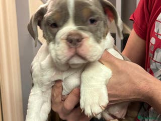 English Bulldog dogs KC English Bulldog - ready on 10th January - Advert 17