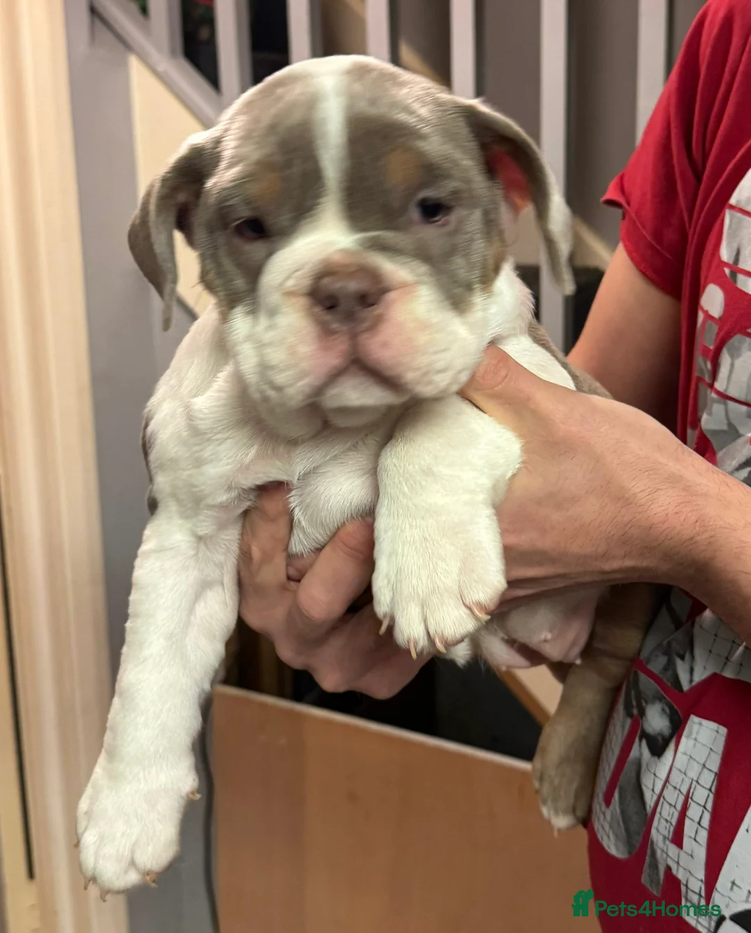 English Bulldog dogs for sale: KC English Bulldog - ready to go - Advert 2