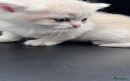 British Shorthair cats for sale: BSH GCCF GOLDEN AND BLUE KITTENS  - Image 26