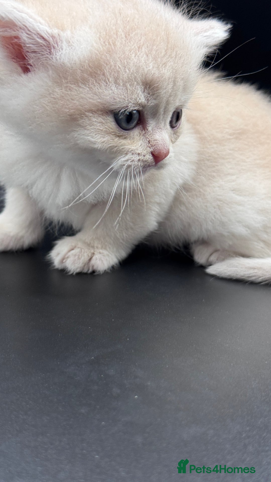 British Shorthair cats for sale: BSH GCCF GOLDEN AND BLUE KITTENS  - Image 26