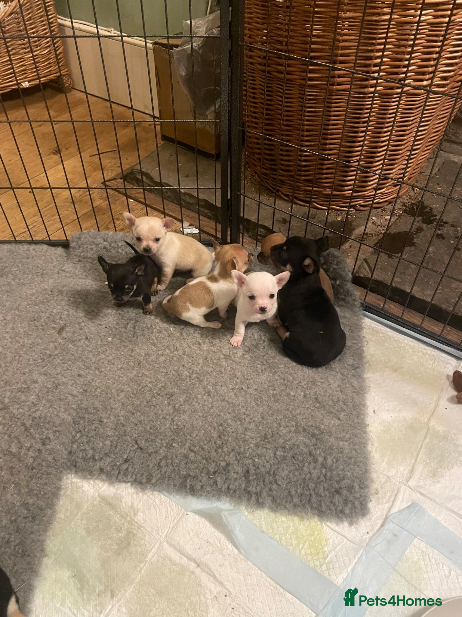 Chorkie dogs Chorkie Puppies - Advert 1