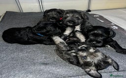 Miniature Schnauzer dogs for sale: Miniature Schnauzers for sale!  - Advert 1