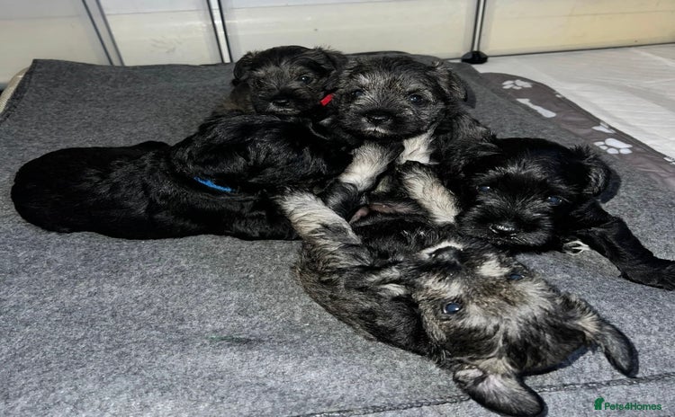Miniature Schnauzer dogs Miniature Schnauzers for sale!  - Advert 1